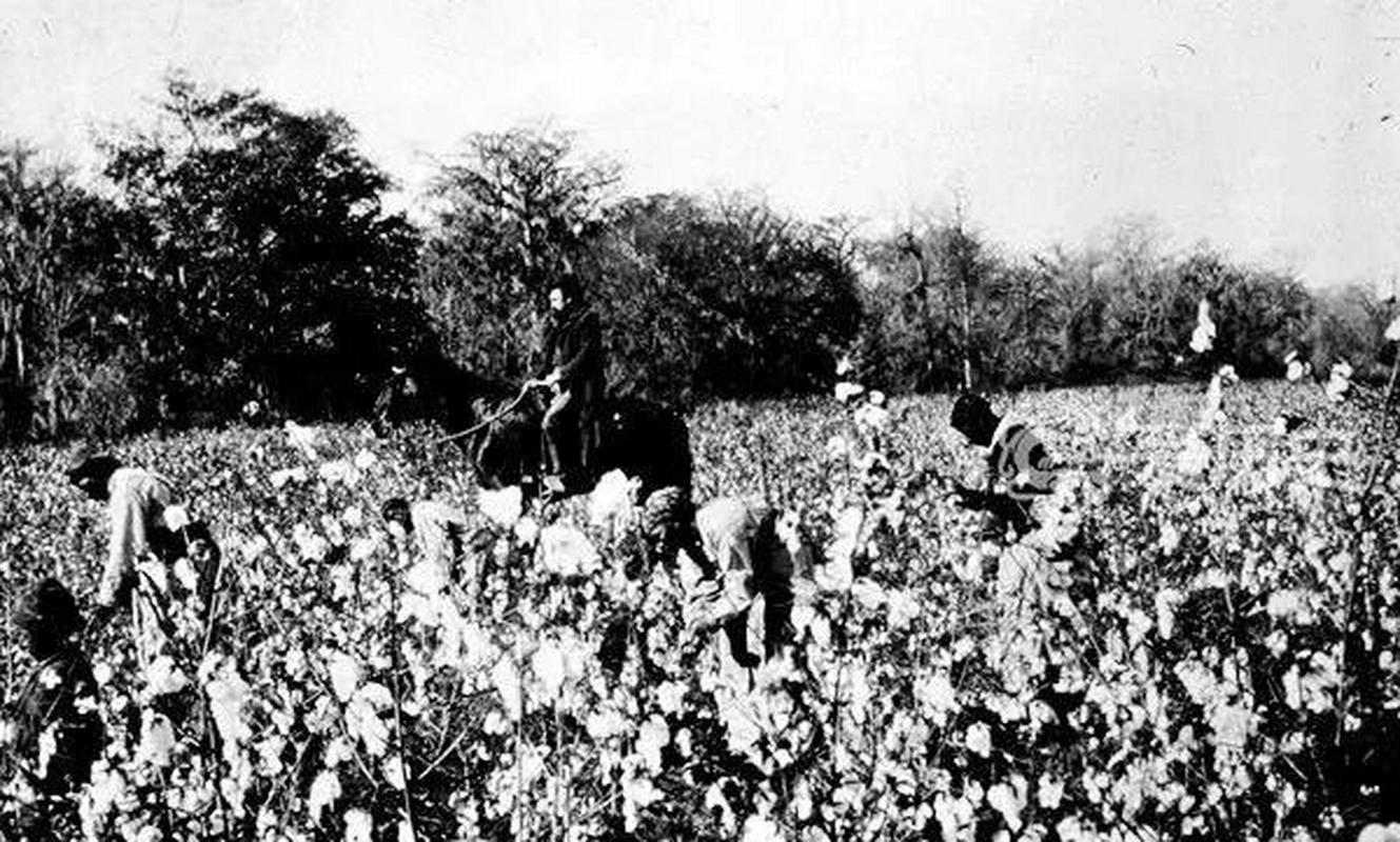 领动计划# 为了大规模扩大棉花生产,(美国)种植园主引入了成千上万的